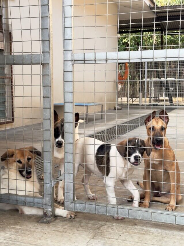 deugro Malaysia supported Rita Welfare Home, MERCY, and SPCA—helping orphans and people with disabilities, providing disaster relief, and rescuing animals.