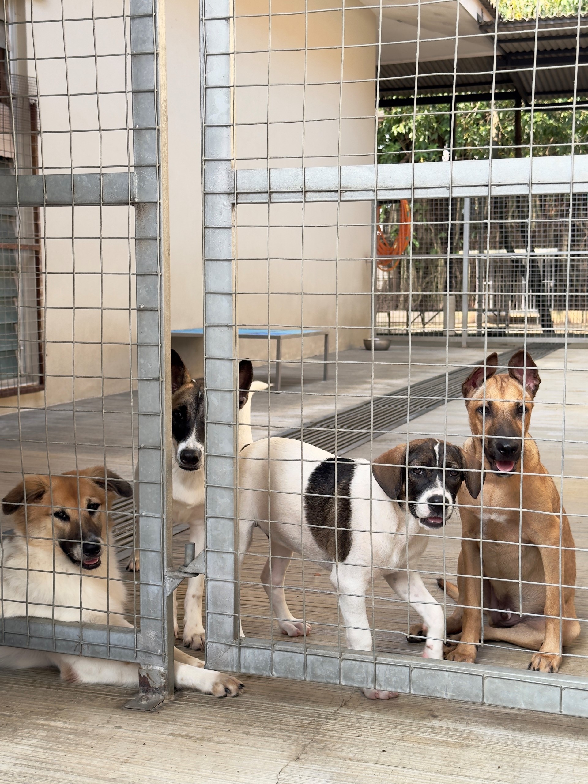 deugro Malaysia supported Rita Welfare Home, MERCY, and SPCA—helping orphans and people with disabilities, providing disaster relief, and rescuing animals.