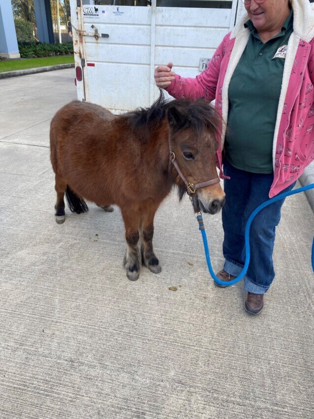 deugro USA supported Meadow Horse Haven and Montgomery County Animal Services—rescuing and rehabilitating horses, dogs, and cats.